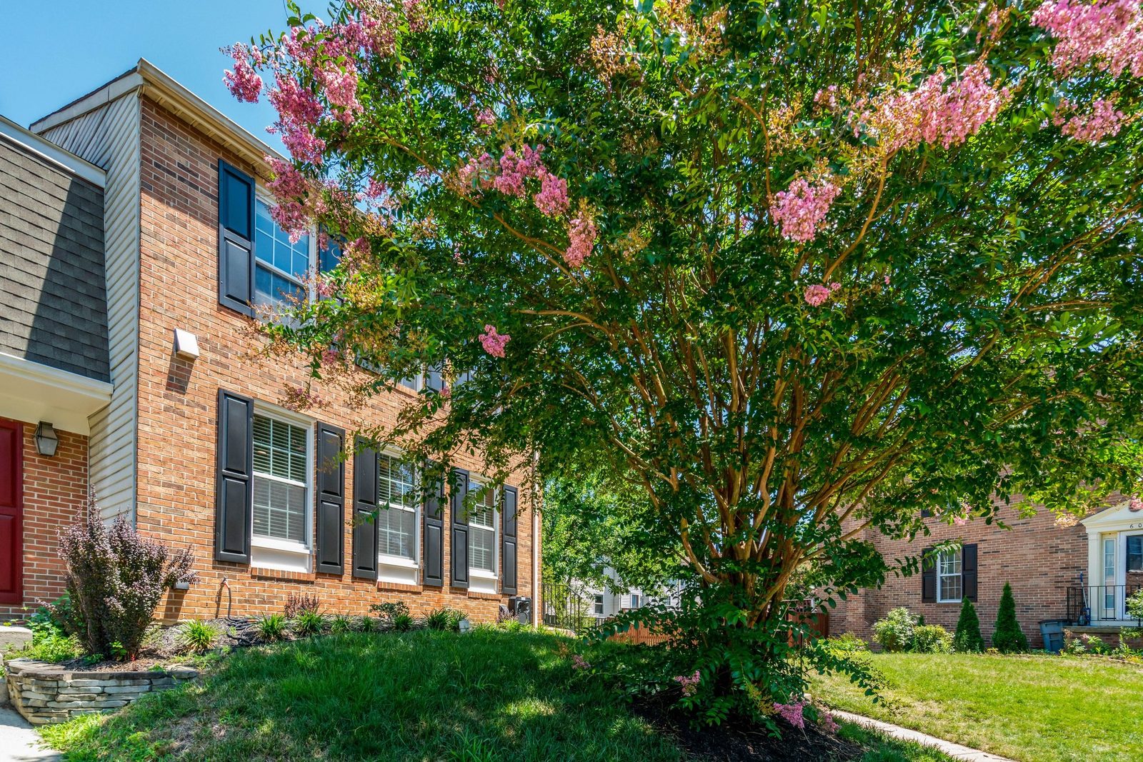 Brick townhouse row behind a mature blooming crape myrtle tree